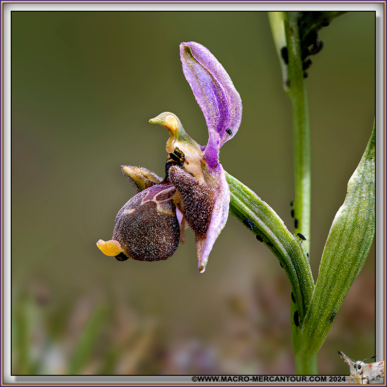 Ophrys Becasse